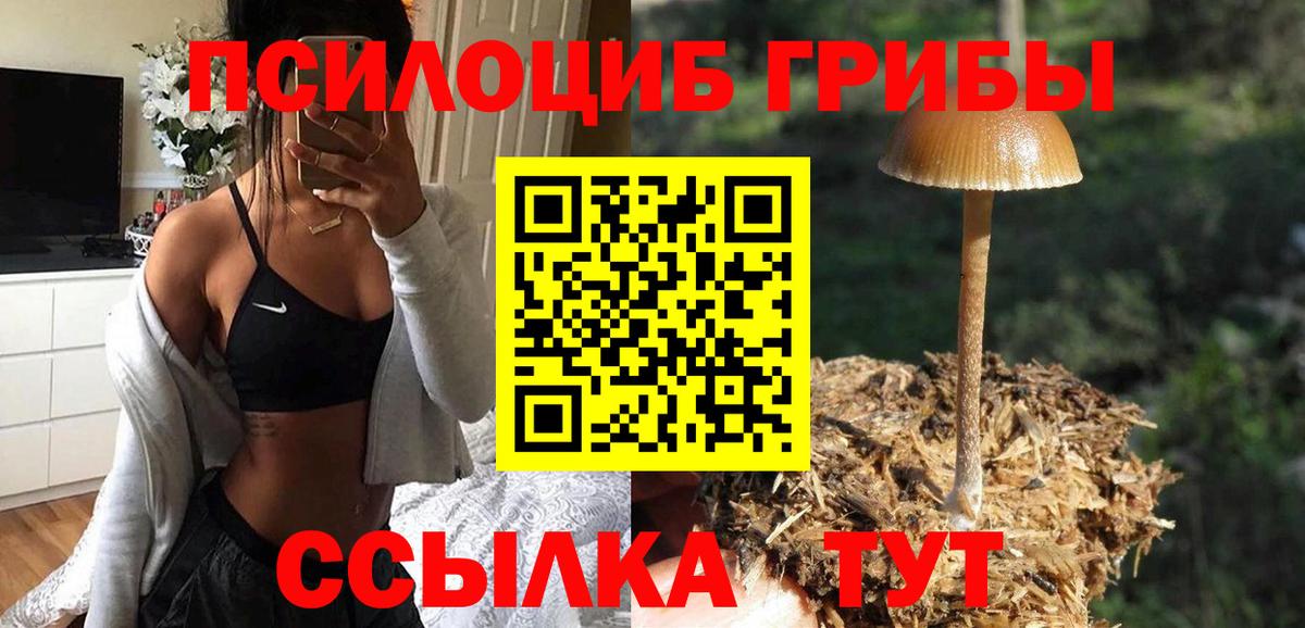 Псилоцибиновые грибы Psilocybe Владикавказ